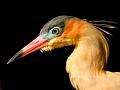 674 - HERON - HECK FELICIE - luxembourg